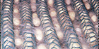 Sericulture Nets (Extruded)