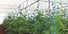 Tuflex Crop Support Nets