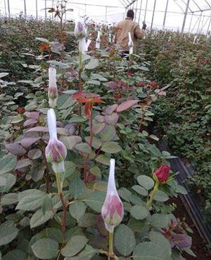 Rosebud Nets