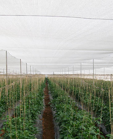 Greenhouse Nets