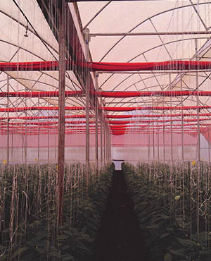 Tuflex Crop Training Strings