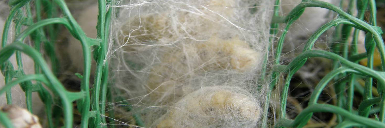 Sericulture Nets (Extruded)