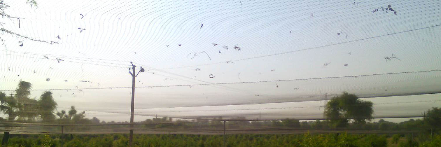 Anti-Bird Nets