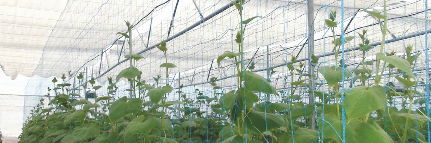 Tuflex Crop Support Nets